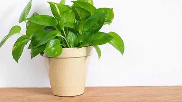 Best 20 Air Purifying House Plants - Improve Your Health