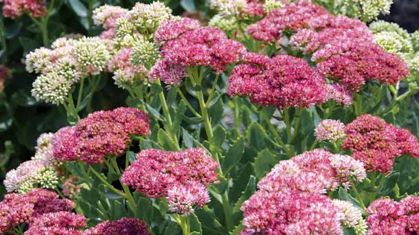 Top 30 Fall Flowers to Plant - Beautiful Autumn Flowers