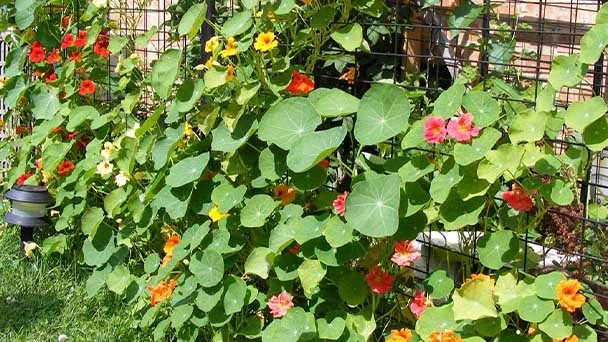 Top 20 Climbing Plants With Flowers For, Best Plants For Garden Trellis In India