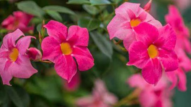 Top 20 Climbing Plants with Flowers for Your Garden