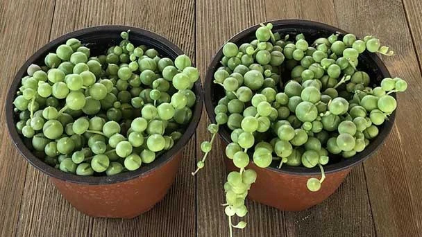 20 Popular Vine Plants Indoor To Grow