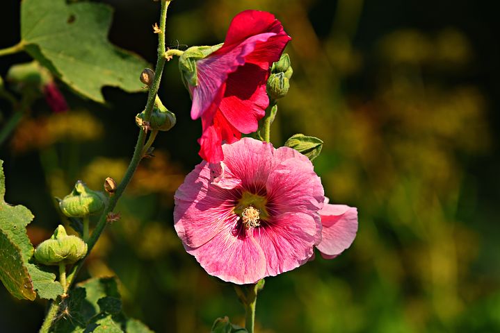 Hollyhock Flower