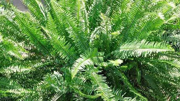 How to Grow & Care For Kimberly Queen Fern?