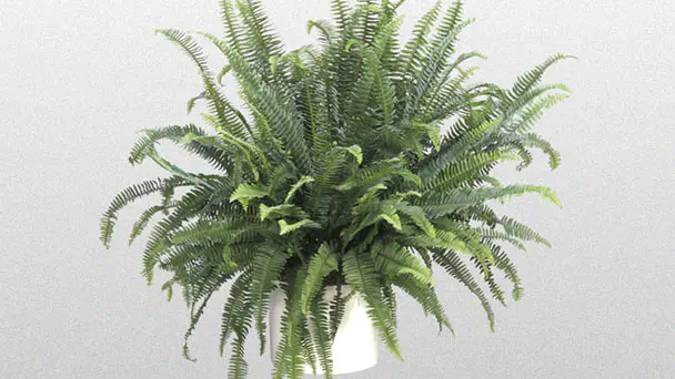 How to Grow and Care for Kimberly Queen Fern