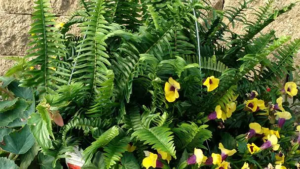 How to Grow and Care for Kimberly Queen Fern