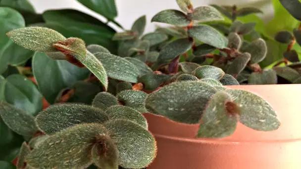 How to Care for Teddy Bear Vine - Houseplant Growing