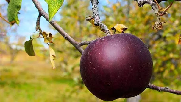 Best Fruits -19 Fruits That Can Improve Your Health