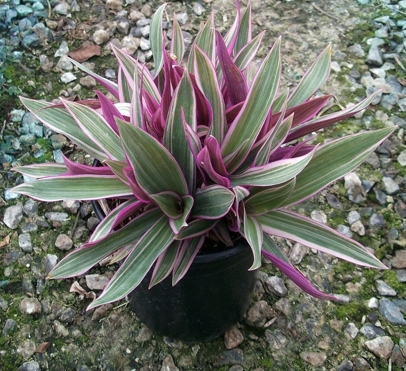Moses in the Cradle(Tradescantia spathacea) Care & Propagation Guide