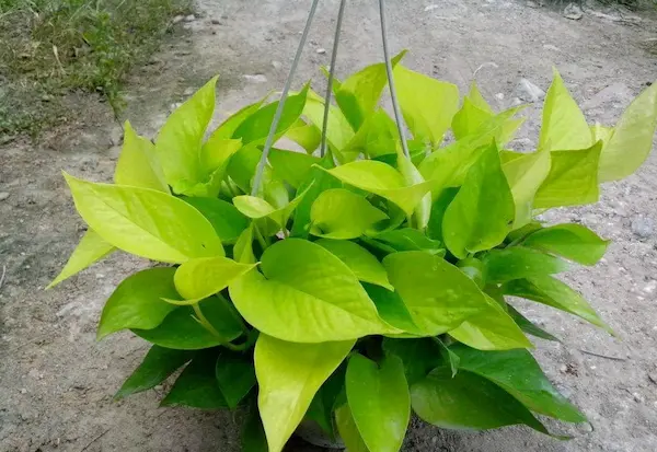 Neon Pothos Plant Care Guide - Easy Care House Plant
