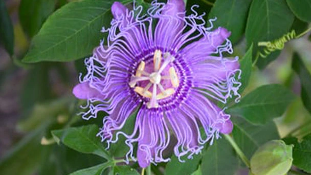Passion Vine & Passion Flower - Grow and Propagation
