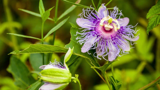 Passion Vine & Passion Flower - Grow and Propagation