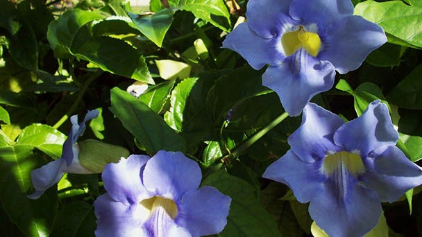 How to Grow and Care for Blue Sky Vine (Thunbergia Grandiflora)