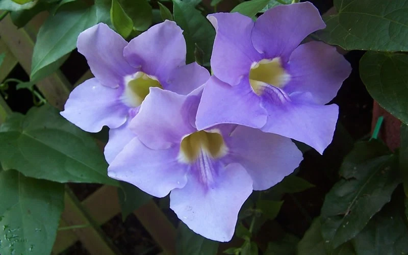 How to Grow and Care for Blue Sky Vine (Thunbergia Grandiflora)
