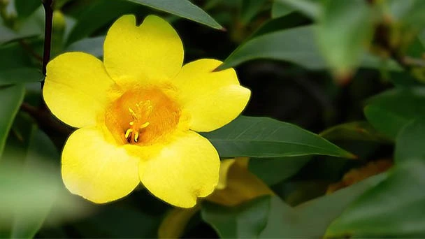 Top 20 Climbing Plants with Flowers for Your Garden