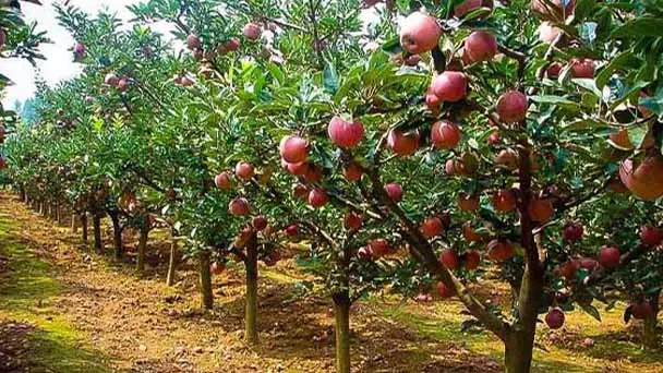 Fuji Apple Tree Care & Propagation Guide