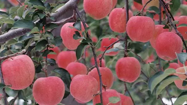 fuji-apple