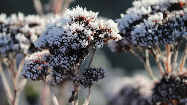 9 Best Winter Plants to Brighten Your Winter Garden