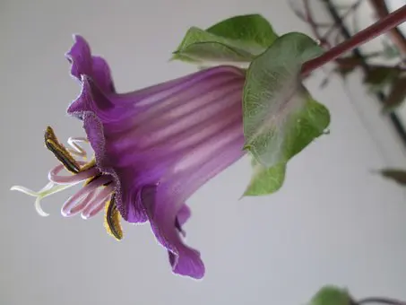 Purple Bell Vine (Rhodochiton Plant) Care and Propagation