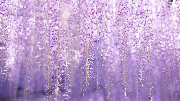 How to Grow and Care for Wisteria Vine 2021