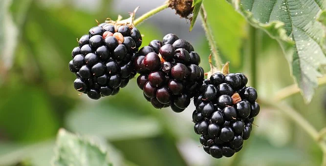 How to Grow and Care for Marionberry (Rubus Marion)