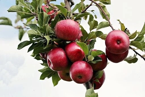 Pink Lady Apple Tree (Cripps Pink) Info and How to Care for