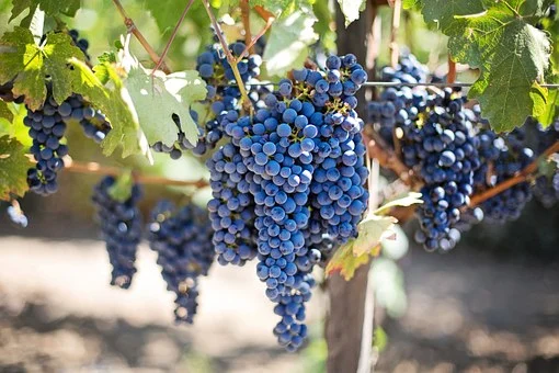 How to Grow and Care for Concord Grapes