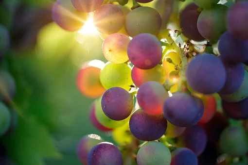 How to Grow and Care for Concord Grapes
