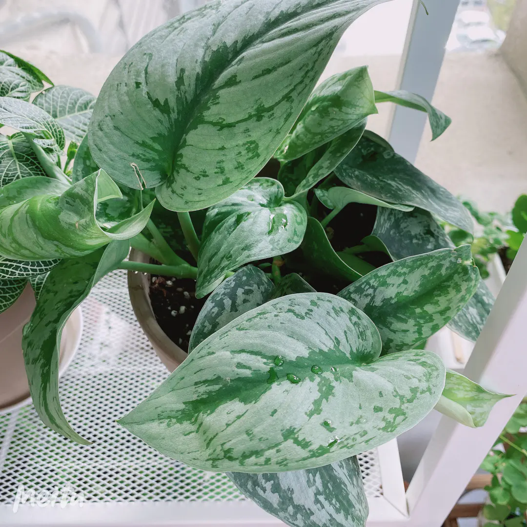 How to Grow and Care for Scindapsus Pictus (Satin Pothos)