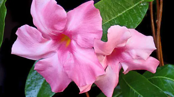 How to Grow & Care for Mandevilla (Rocktrumpet)