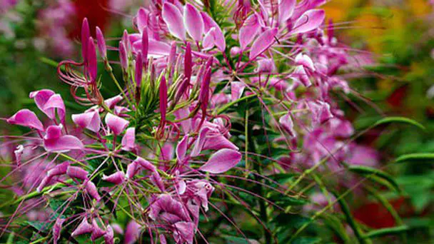 Spiny Spider Flower (Cleome Hassleriana) Profile