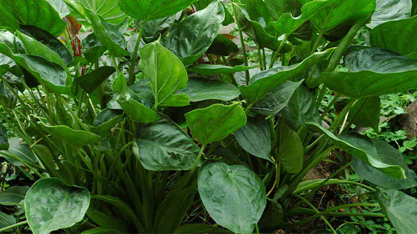  How to Grow and Care for Alocasia Cucullata (Chinese Taro)