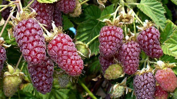 How to Grow and Care for Loganberry (Rubus Loganobaccus)