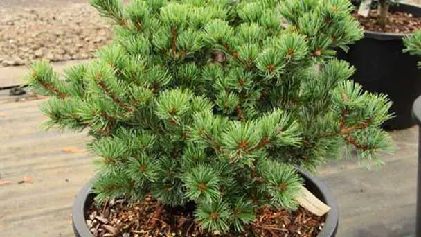 How to Grow & Care for Pinus Parviflora (Japanese White Pine )