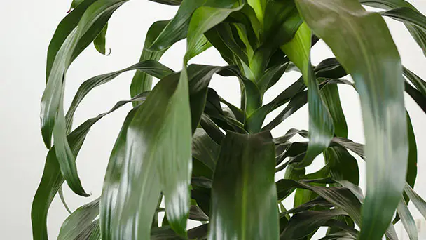 Corn Plant (Dracaena Fragrans) Care and Growing Guide