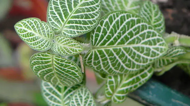 How to Grow and Care for Fittonia Albivenis (White Nerve Plant)