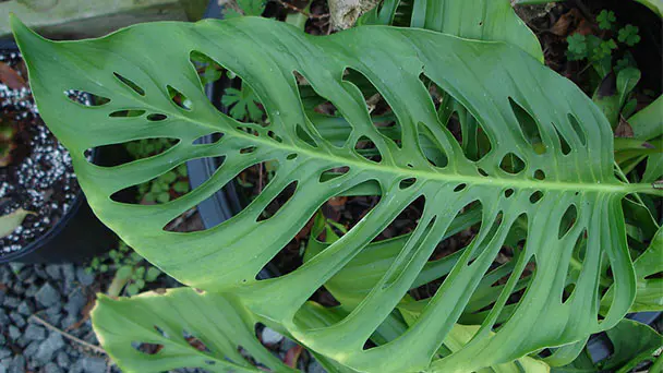 How to Grow and Care for Monstera Obliqua Plant (Window-Leaf Monstera)