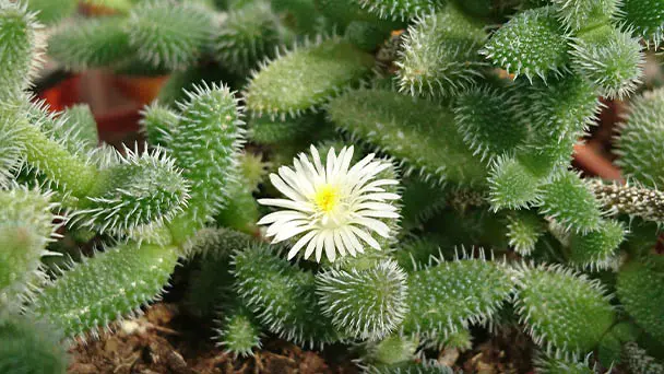 How to grow and care for Pickle plant (Delosperma Echinatum)