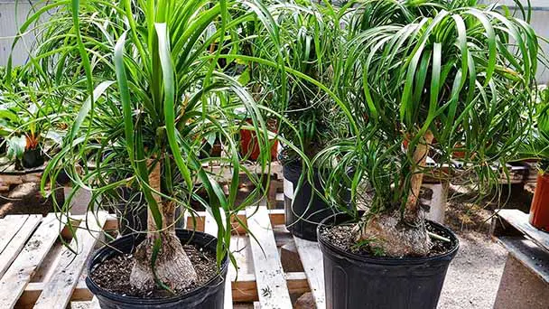 How to Grow and Care for Ponytail Palm (Beaucarnea Recurvata)