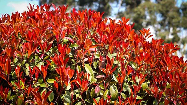 Red Tip Photinia (Photinia × Fraseri) Profile