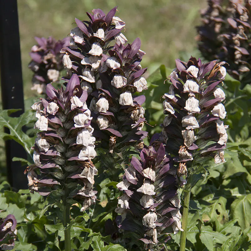 How to Grow and Care for Bear's Breeches Plant (Acanthus Mollis)