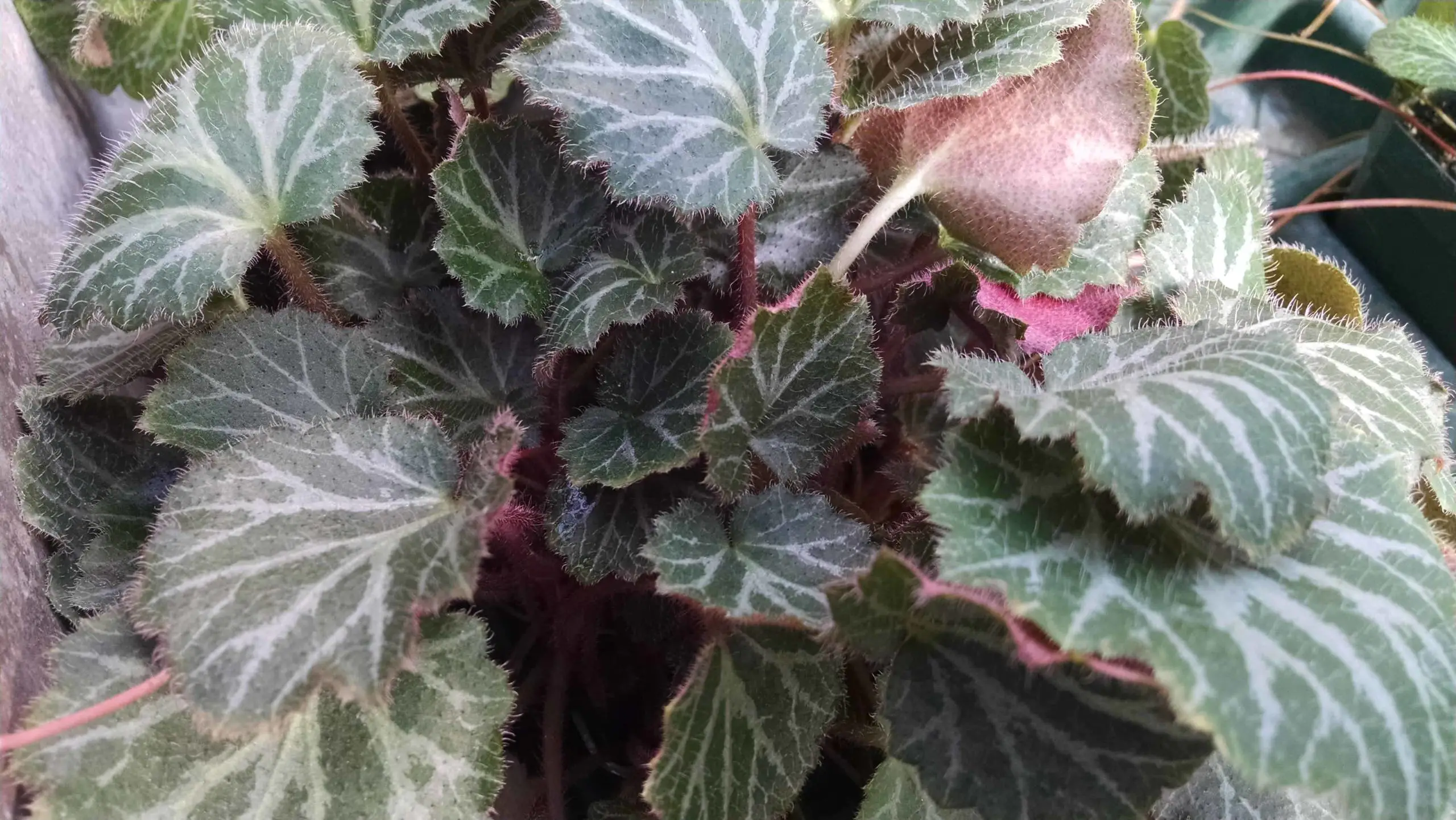 How to grow and care for Strawberry Begonia (Saxifraga Stolonifera)