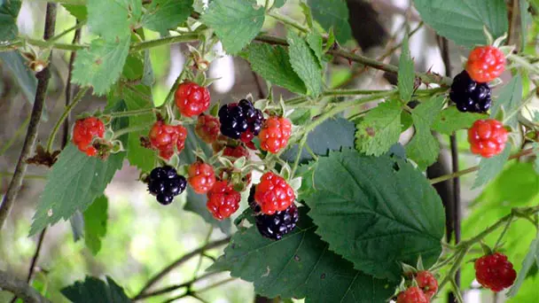 How to Grow and Care for Dewberries (Rubus Flagellaris)