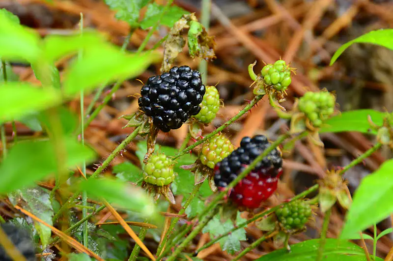 How to Grow and Care for Dewberries (Rubus Flagellaris)