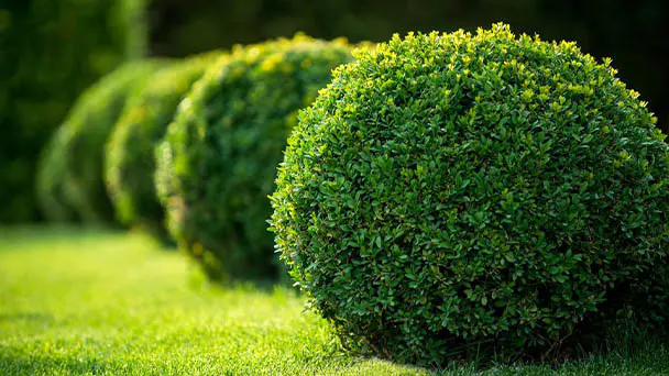12 Wonderful Evergreen Shrubs for Your Garden