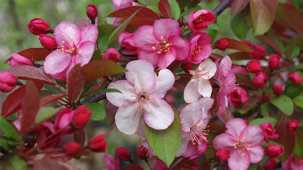 How to Grow and Care for Crabapple Tree (Malus)