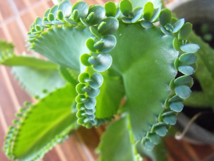 How to Care for Mother of Thousands Plant (Kalanchoe Daigremontiana)