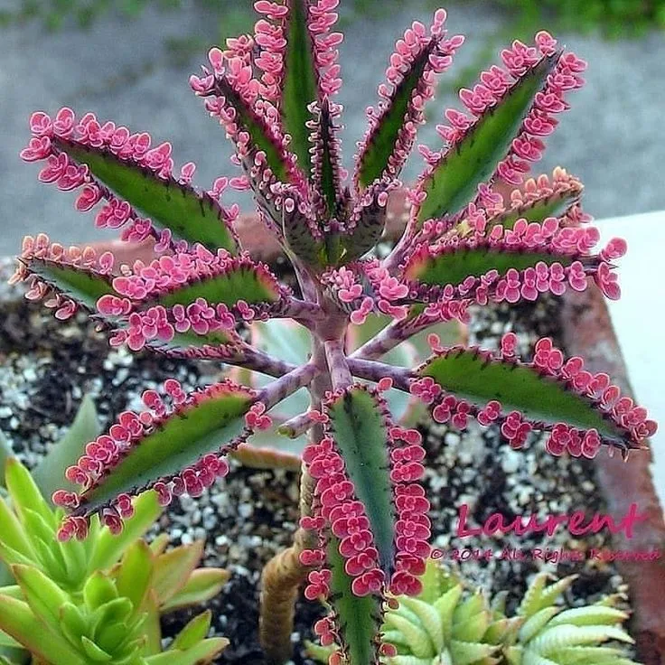 How to Care for Mother of Thousands Plant (Kalanchoe Daigremontiana)