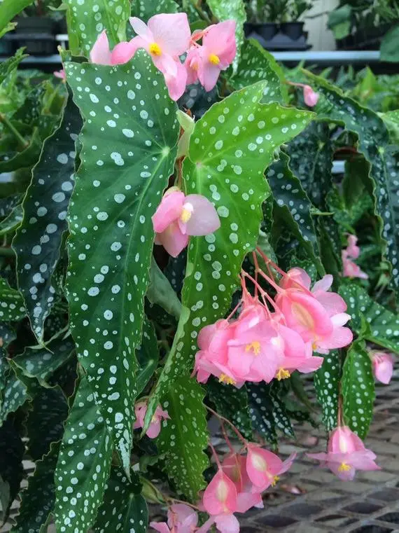 How to Grow and Propagate Angel Wing Begonia Indoors