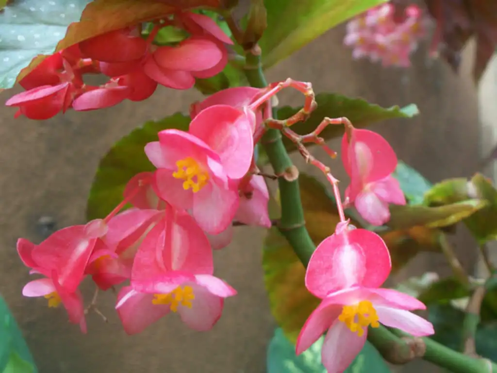 How to Grow and Propagate Angel Wing Begonia Indoors