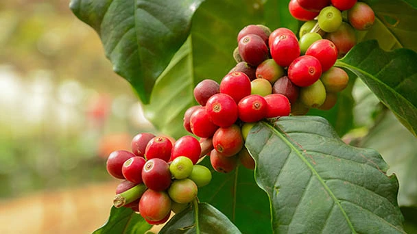 Growing Coffee Plant: How to Care for Coffea Arabica